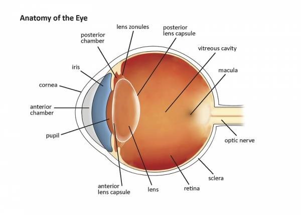 Diagram of the anatomy of the eye